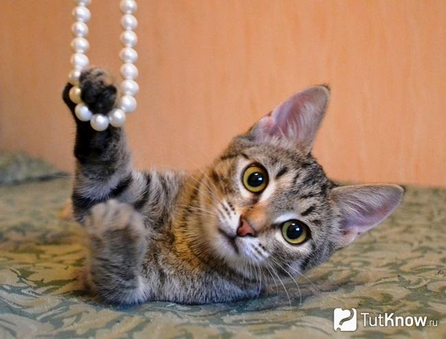 Кельтская кошка играет