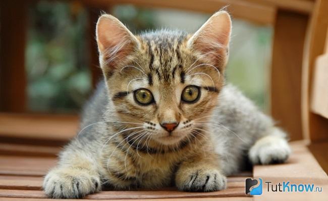 Котёнок кельтской кошки