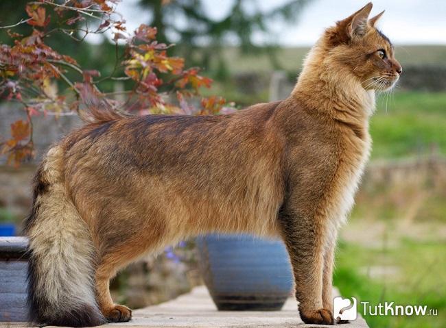 Внешность сомалийской кошки