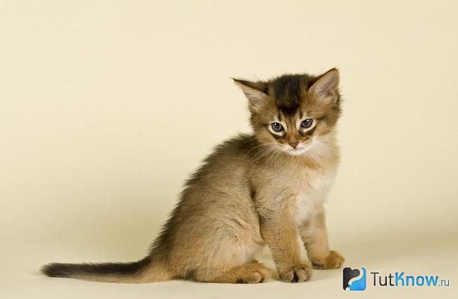 Котёнок сомалийской кошки