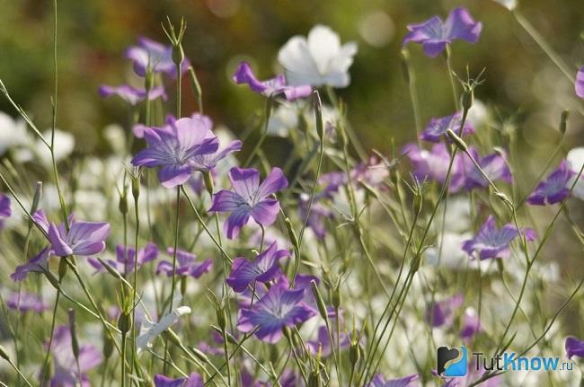 Цветение агростеммы