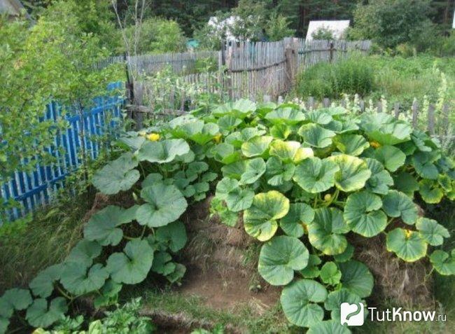Растения, выросшие из компоста