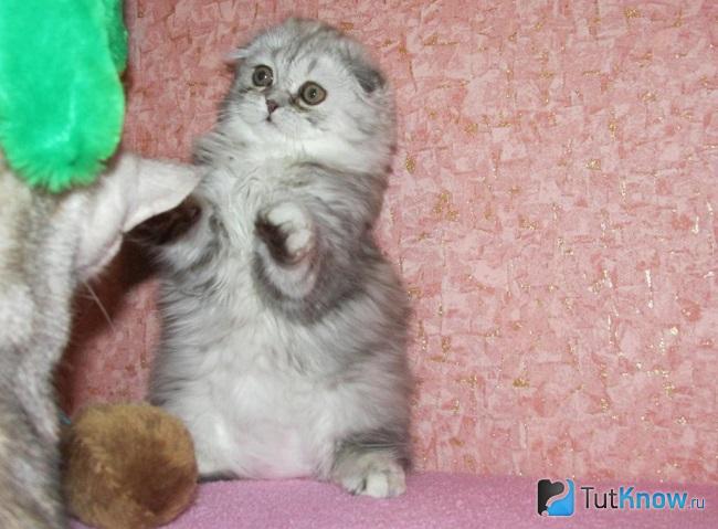 Хайленд-фолд играет