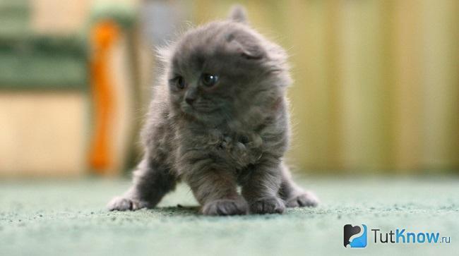 Котёнок хайленд-фолда