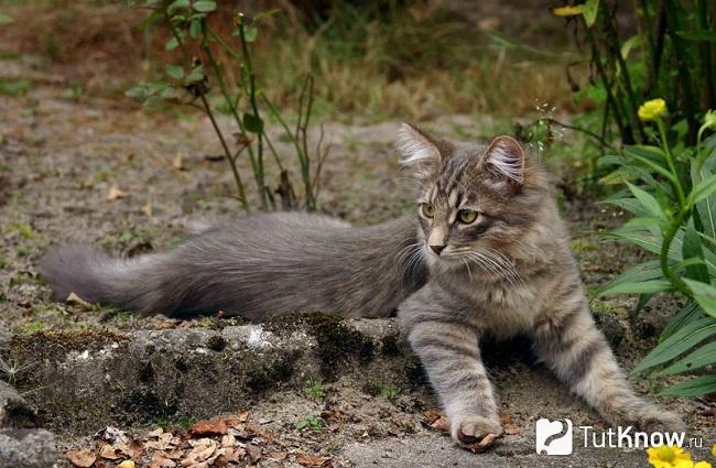 Сибирская кошка лежит