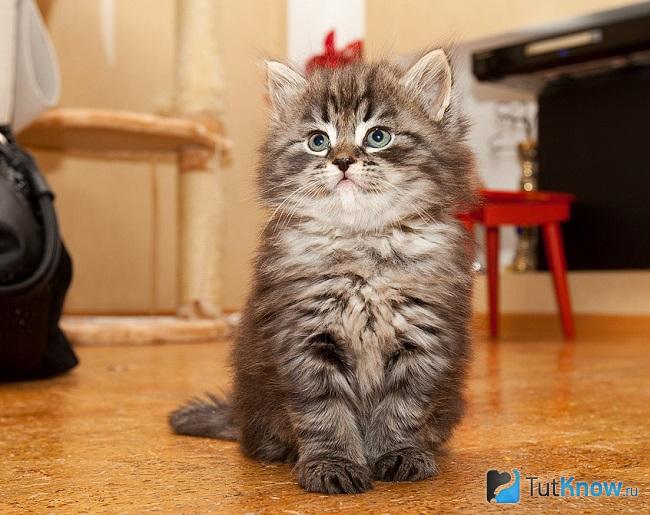 Котёнок сибирской кошки