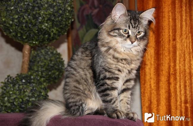 Сибирская кошка сидит