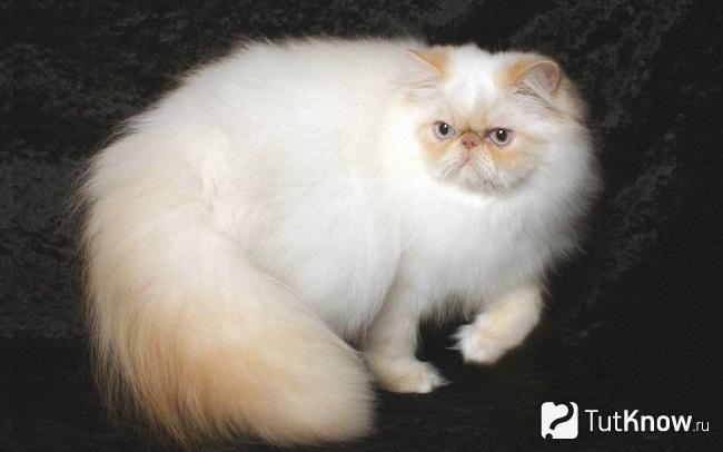 Внешность гималайской кошки