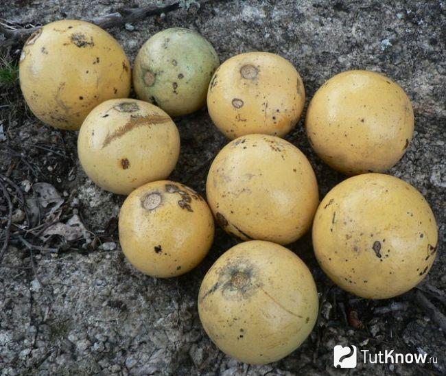 Как выглядит обезьяний апельсин