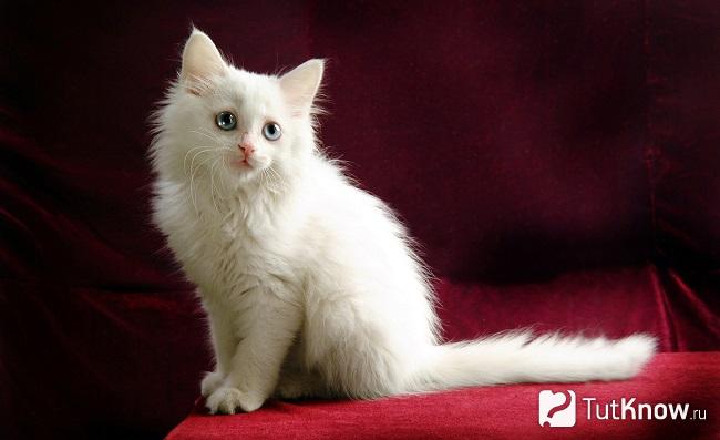Котёнок турецкой ангоры