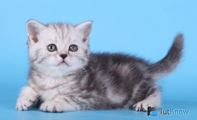 Котёнок скоттиш-страйт