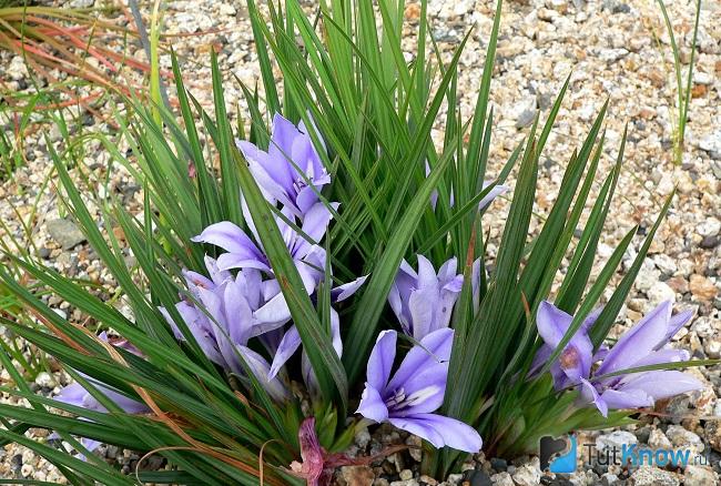 Фото бабианы