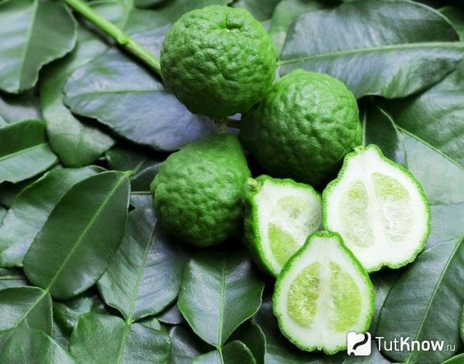 Citrus hystrix