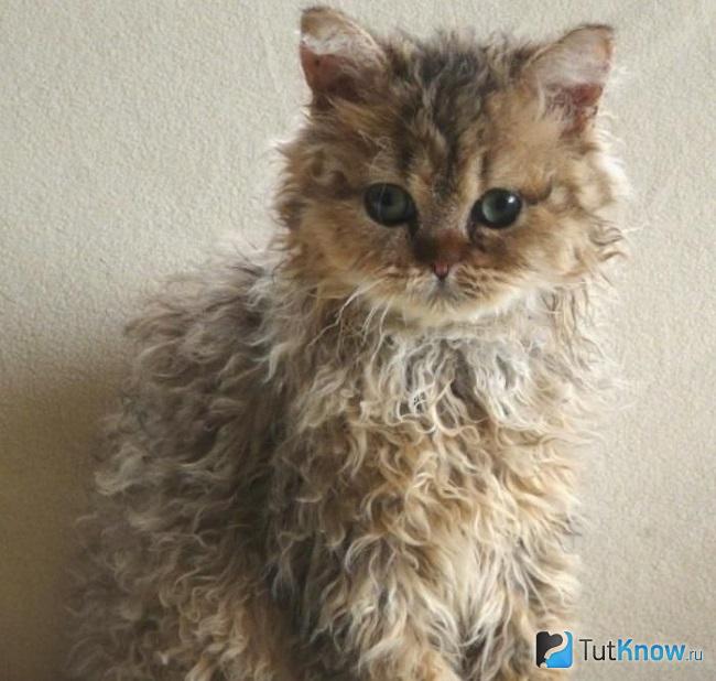 Котенок пуделькэта