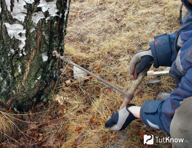 Прокручивание березы буравом