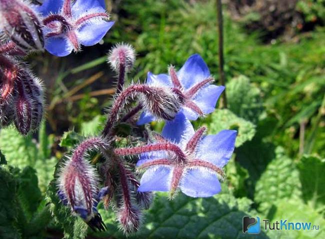 На фото бораго лекарственное