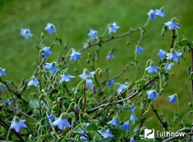 На фото бораго пигмея