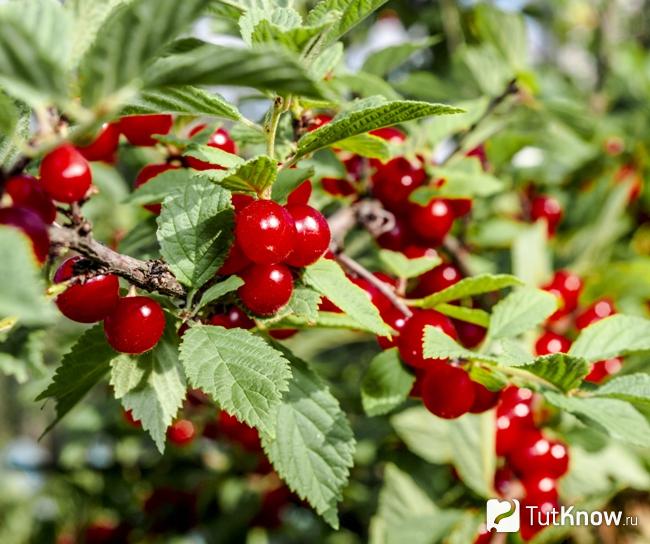 Как растут ягоды войлочной вишни