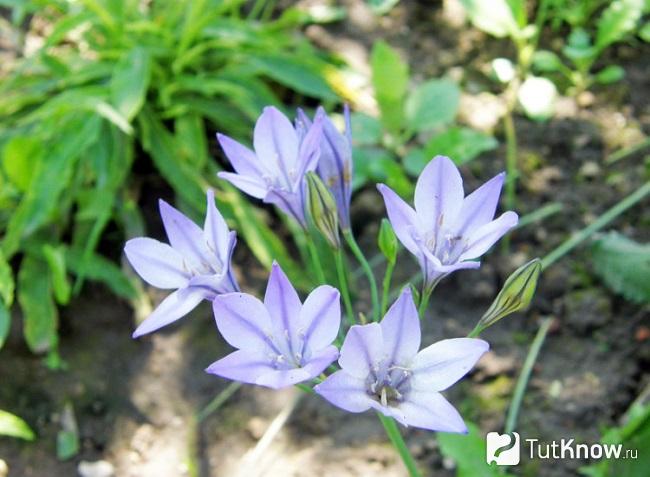 Фото бродиэи 4