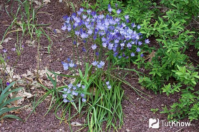 Фото бродиэи 5