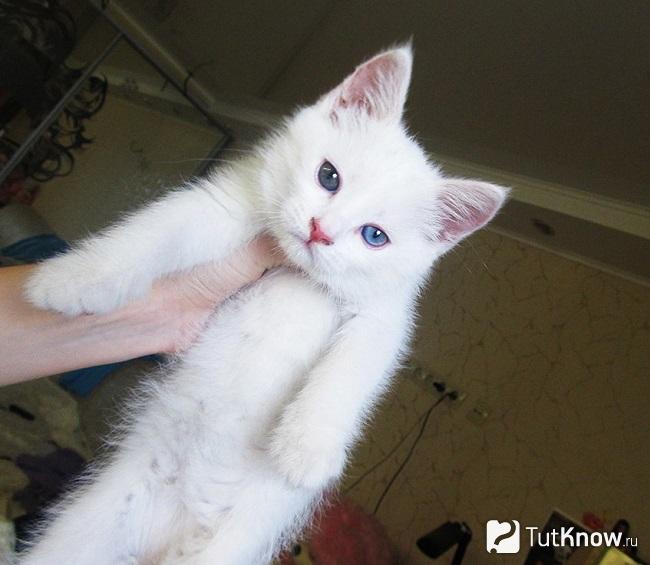 Кошка као мани в руках