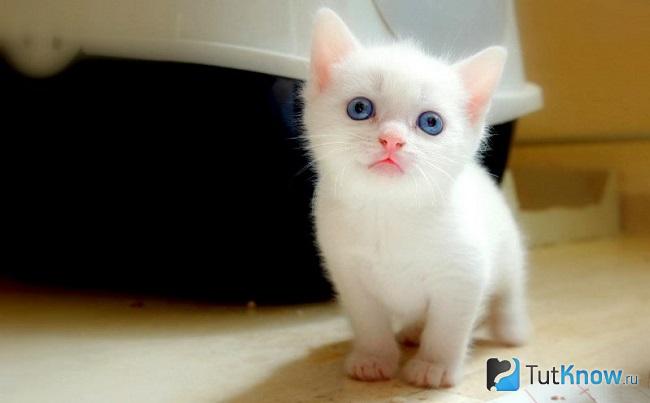 Котенок као мани
