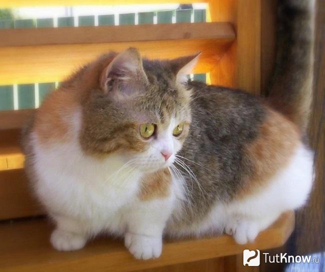 Кошка наполеон сидит