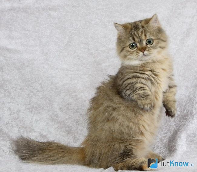 Кошка наполеон играет