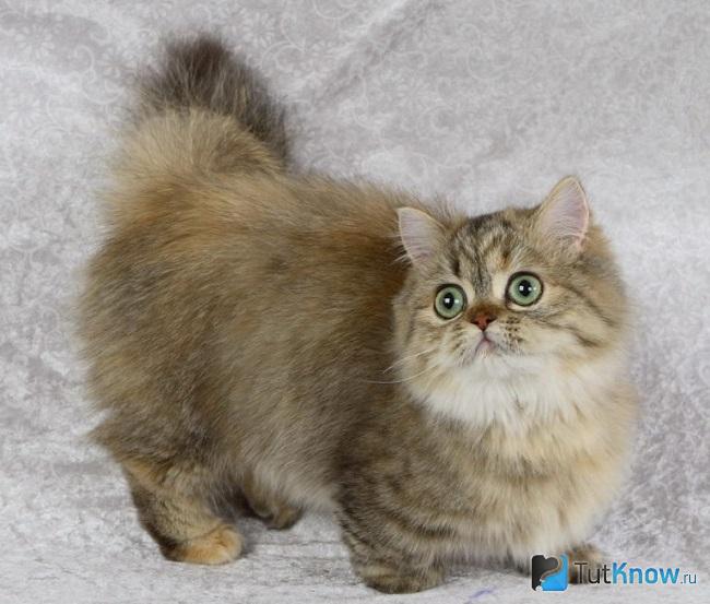 Котенок кошки наполеон