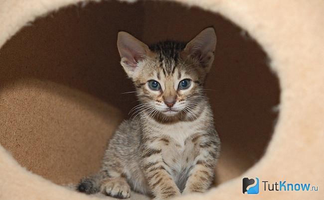 Котенок китайской Ли Хуа