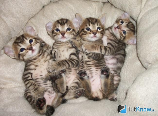 Котята хайлендера