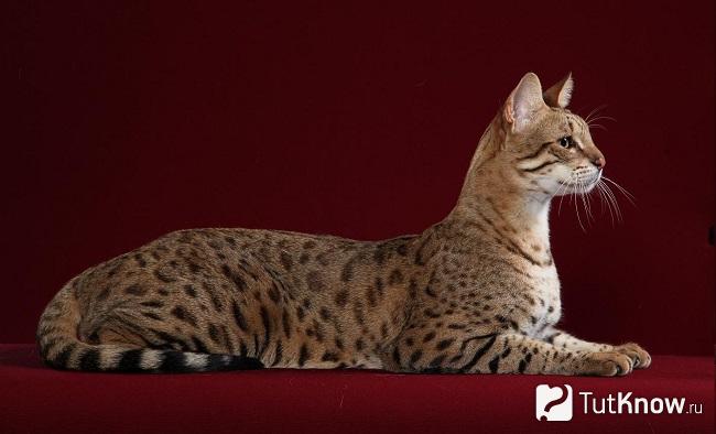 Кошка Сафари лежит