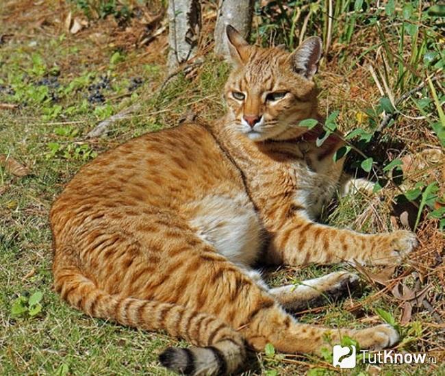 Окрас кошки Сафари