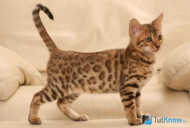 Котенок кошки Сафари