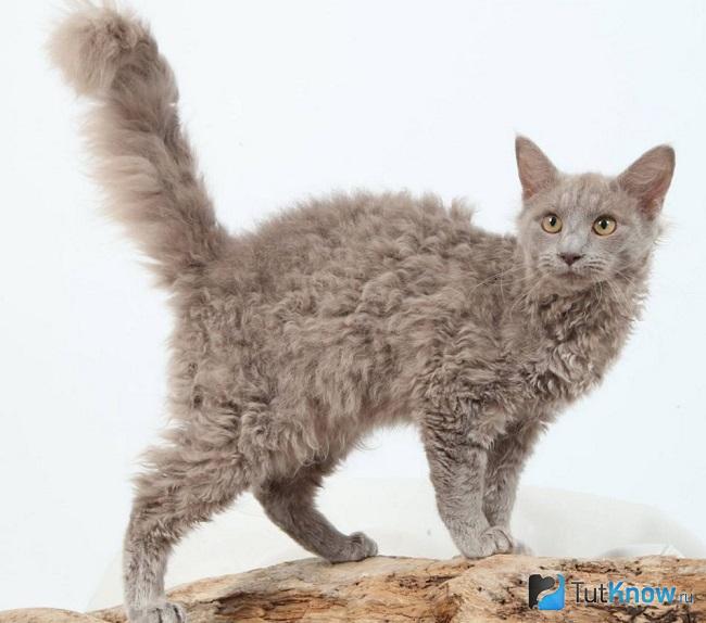 Кошка лаперм на прогулке