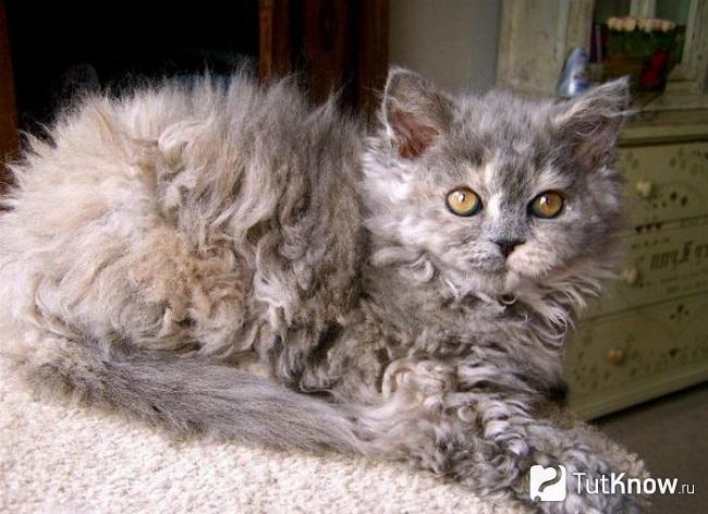 Котенок лаперм