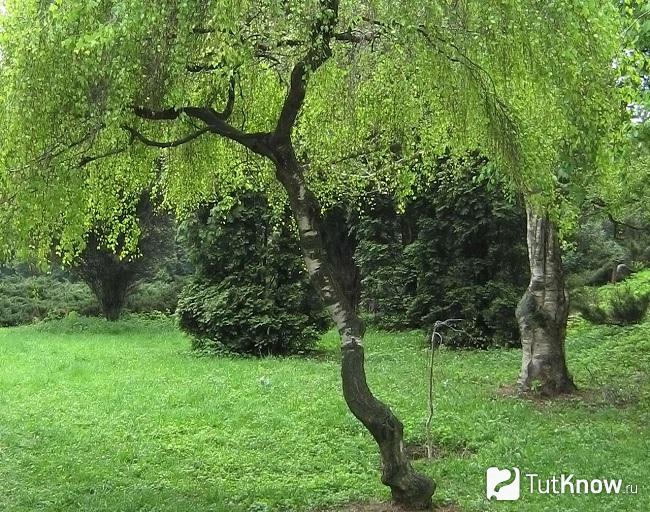 На фото береза карликовая