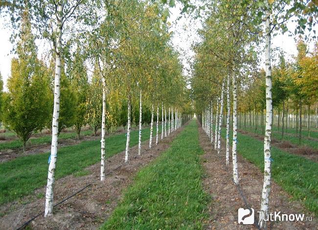 Фото березы 5