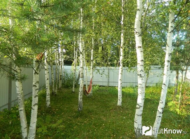 Фото березы 4