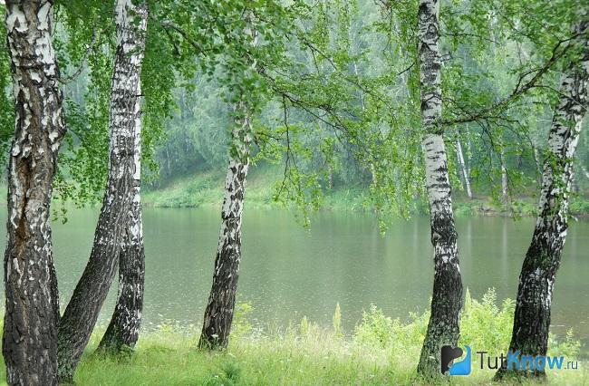 Береза у воды