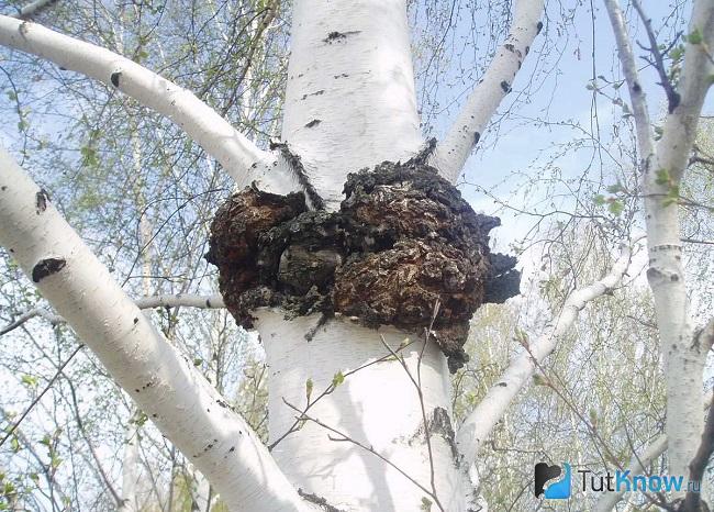 Ствол березы