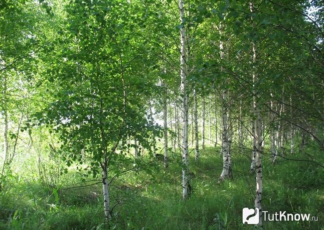 На фото береза обыкновенная