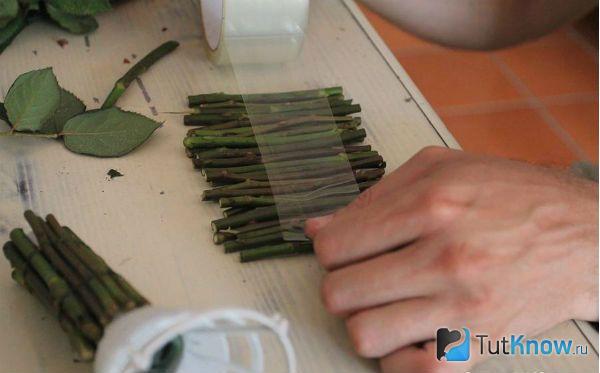 Фиксация стеблей роз скотчем