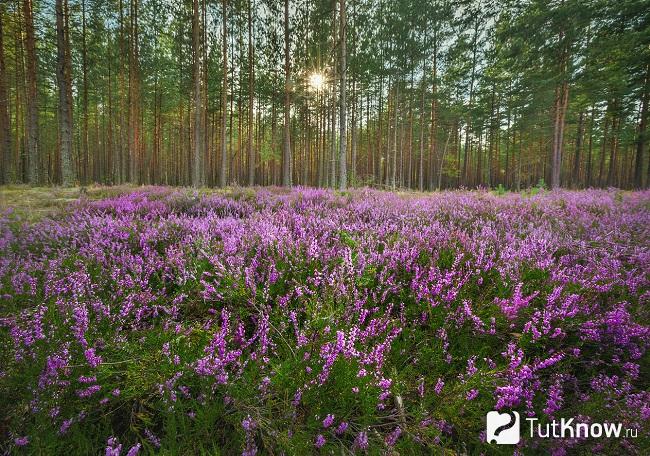 Фото вереска 1