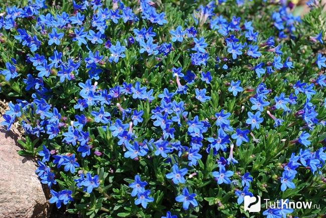 На фото воробейник раскидистый