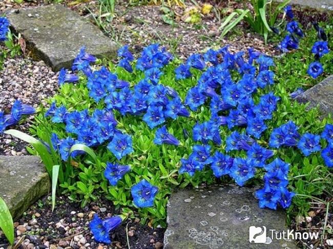 На фото горечавка пышная
