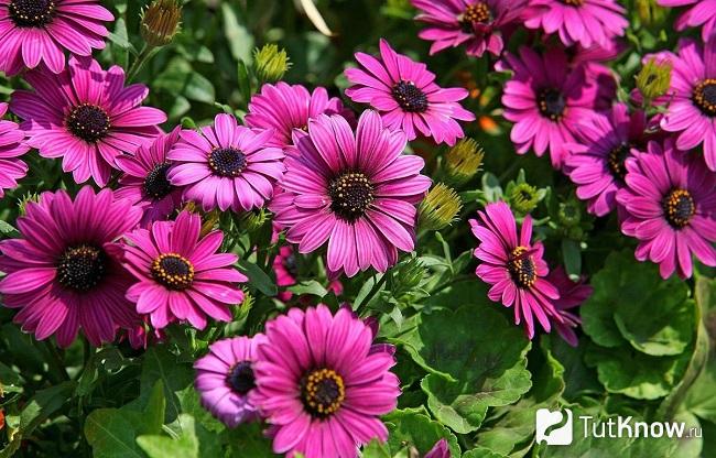 Фото диморфотеки 3
