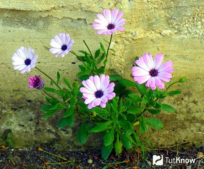 Фото диморфотеки 4