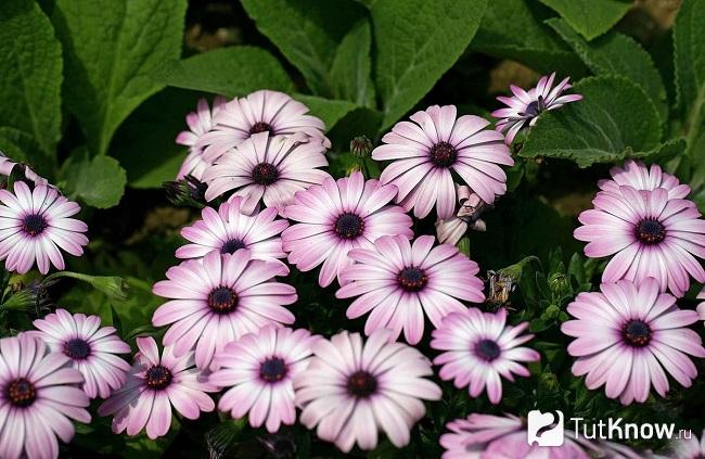 Фото диморфотеки 1