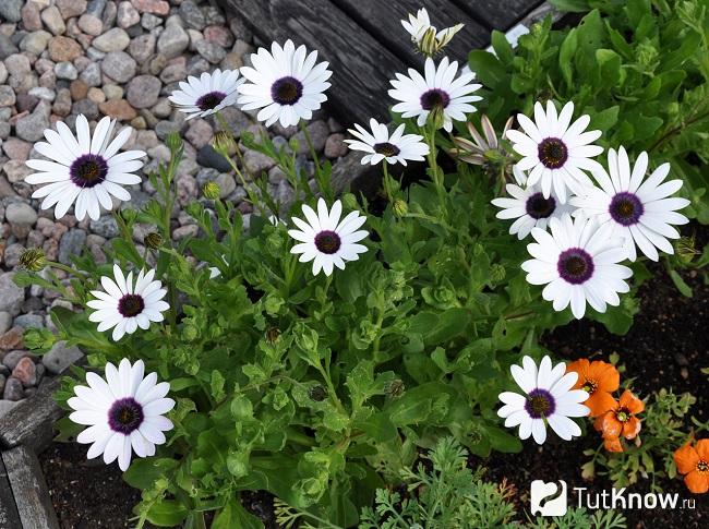 На фото диморфотека дождевая